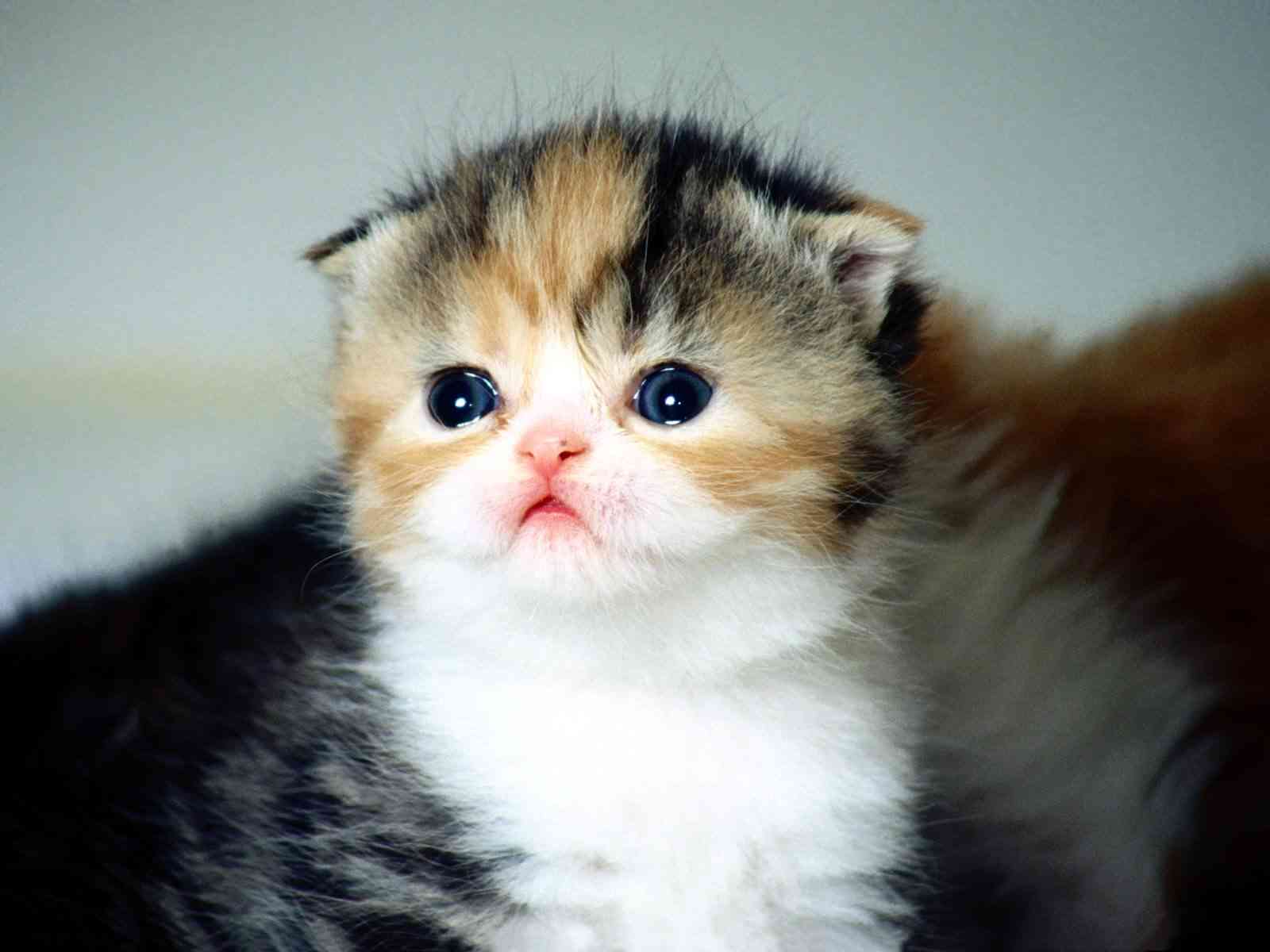 Cute Cat Photo Gallery