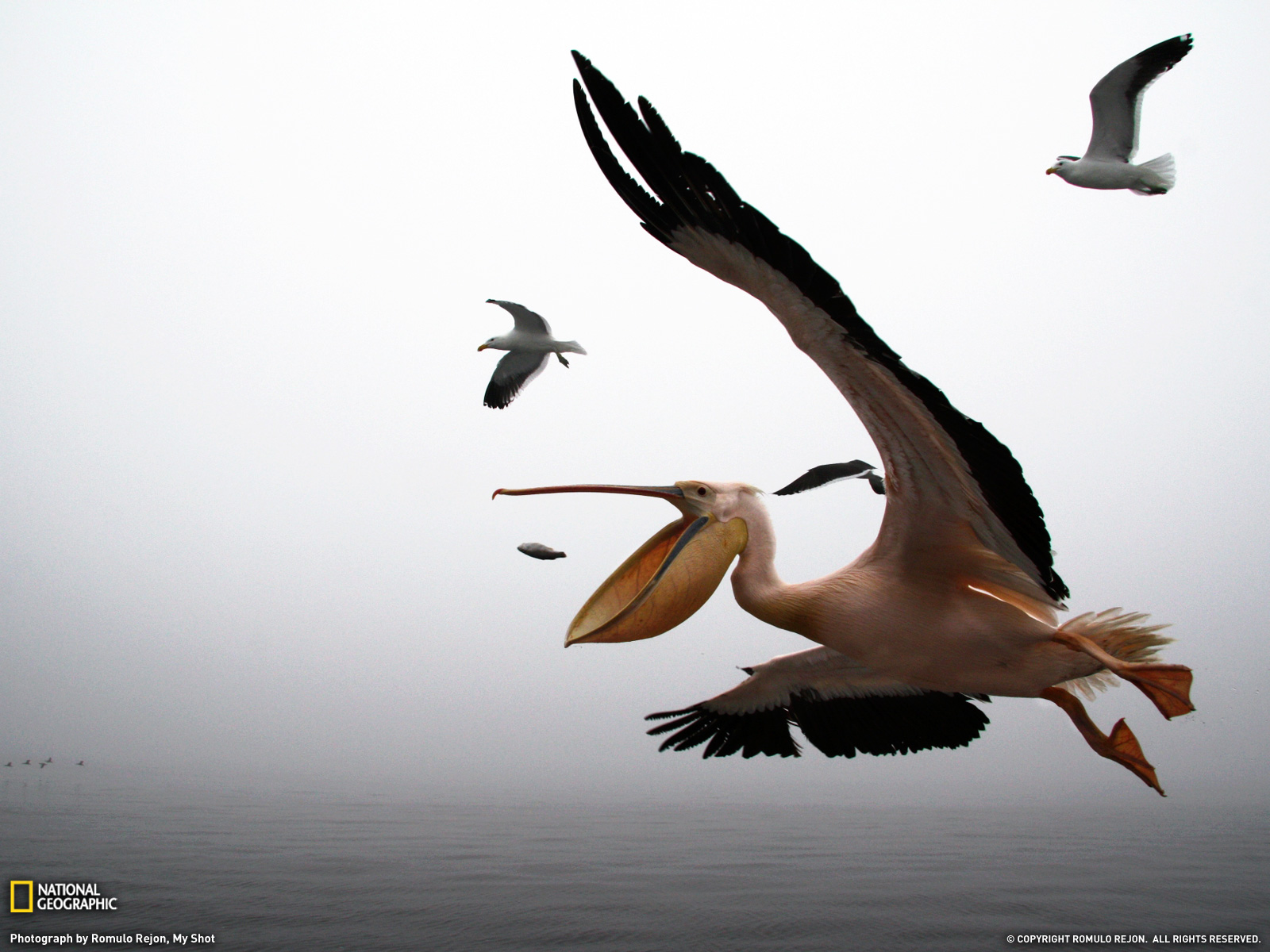 Pelican Photo Animals Wallpaper National Geographic Of
