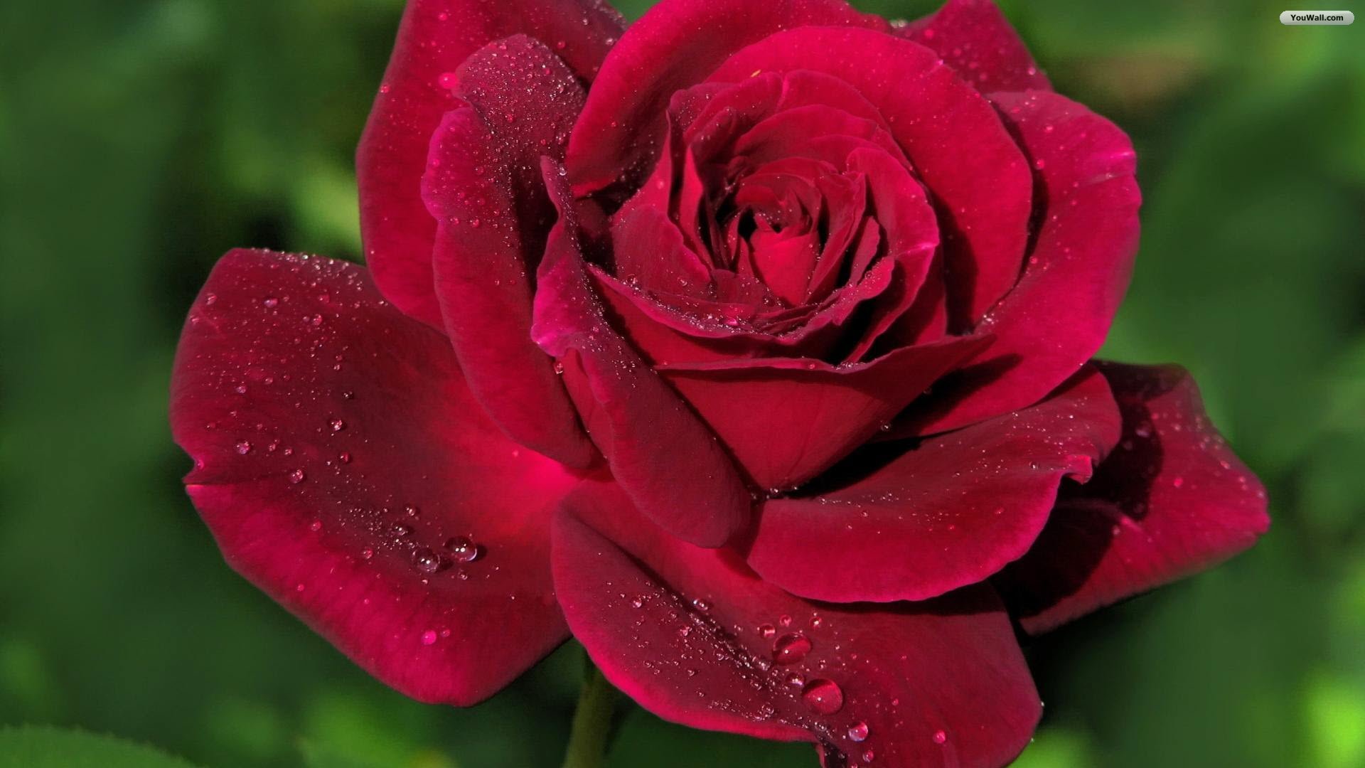 Youwall Red Rose Wallpaper