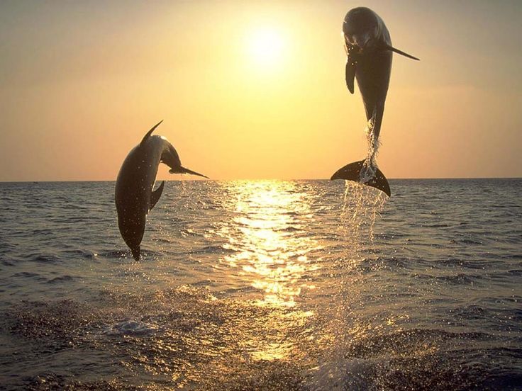 Dolphin Wallpaper Splish Splash