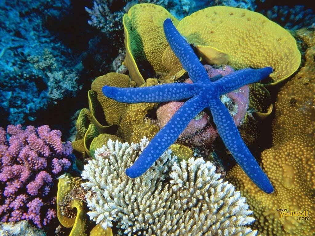 Blue Starfish Wallpaper More Animals