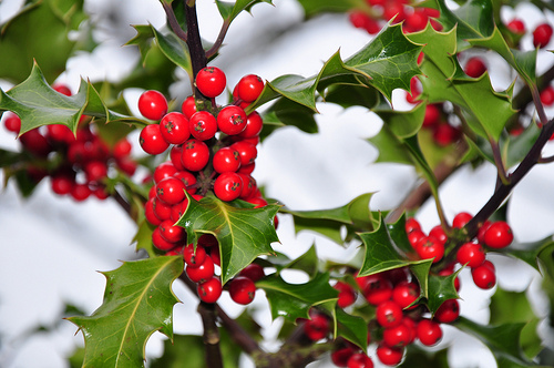 Winter Holly Berries Photo Sharing