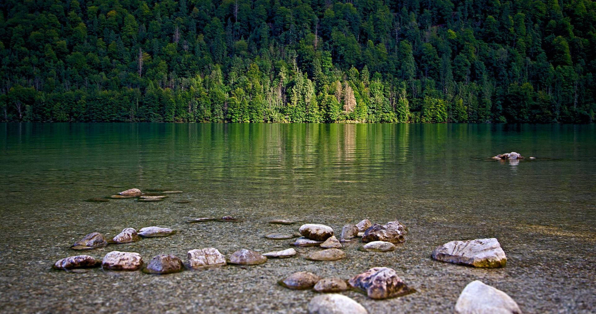 Forest Lake Wallpaper
