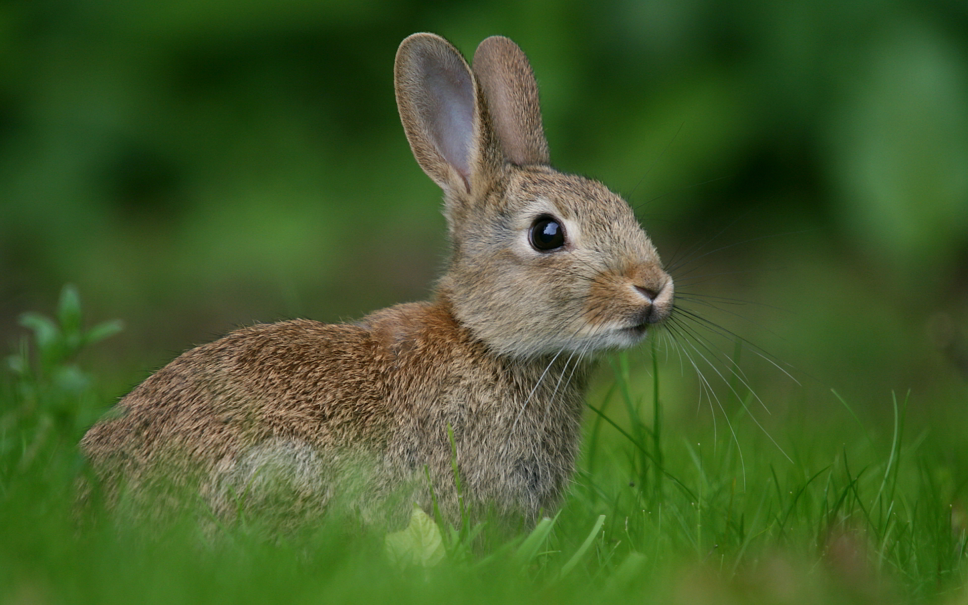 Ild Rabbits HD Wallpaper Background Image