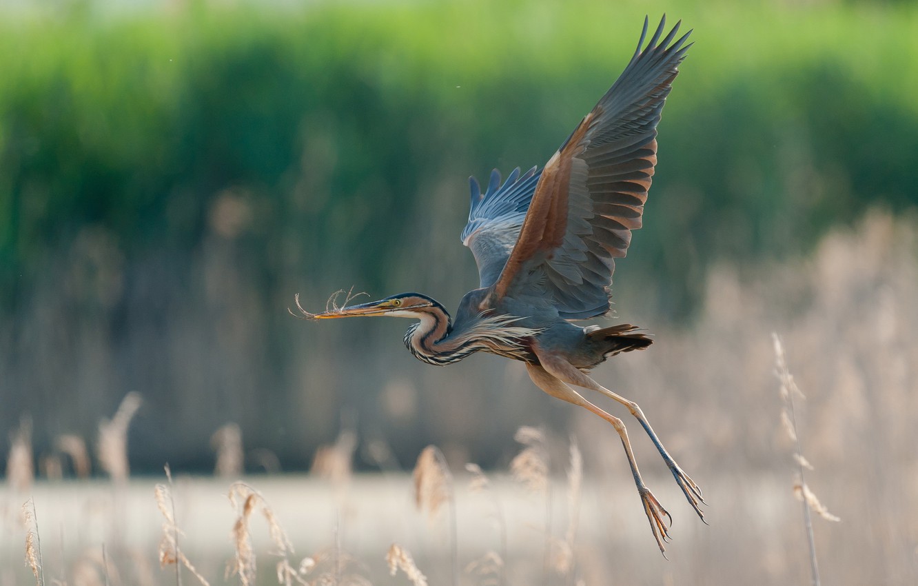 Wallpaper Flight Wings Great Blue Heron Image For Desktop
