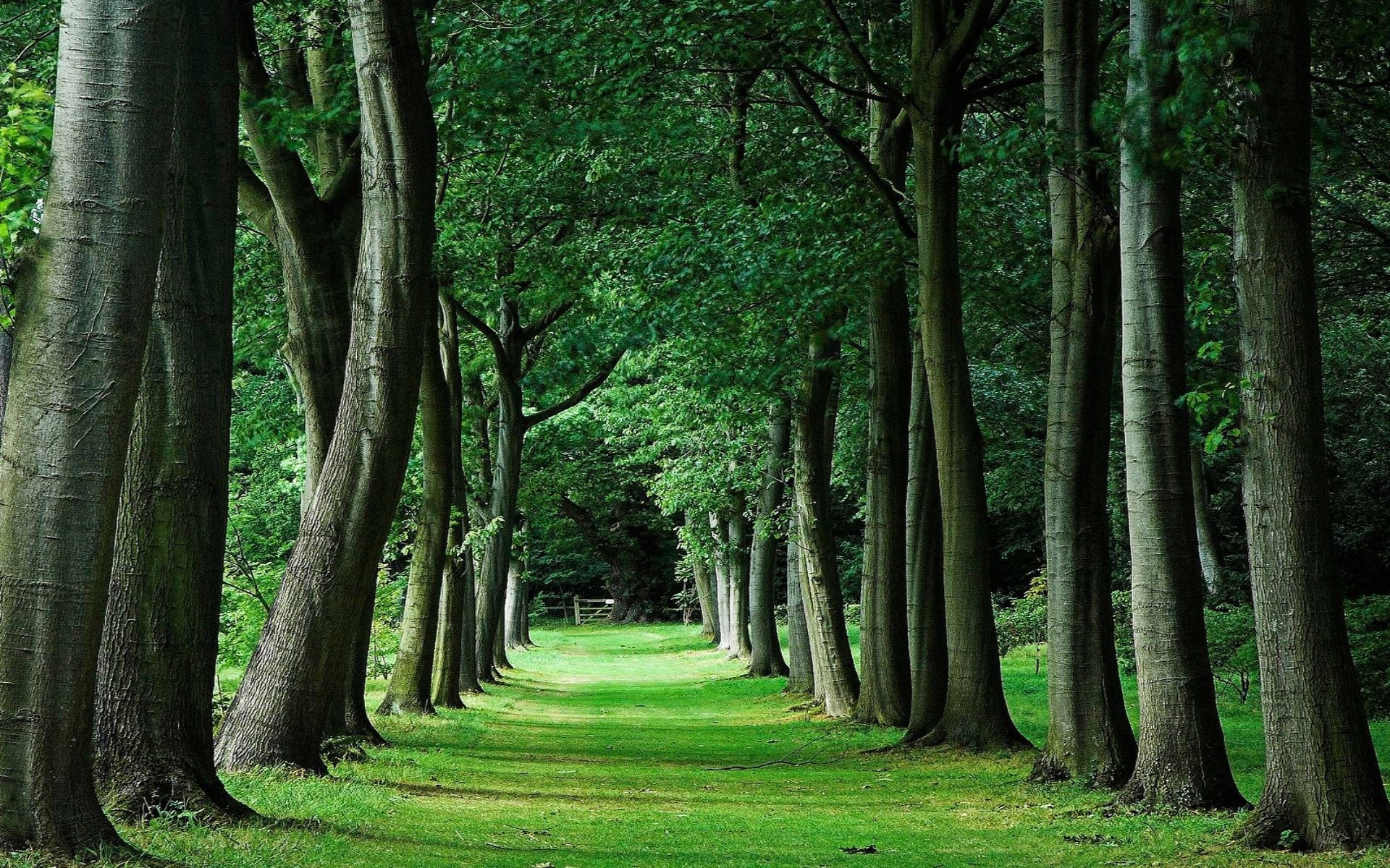 Tree Wallpaper