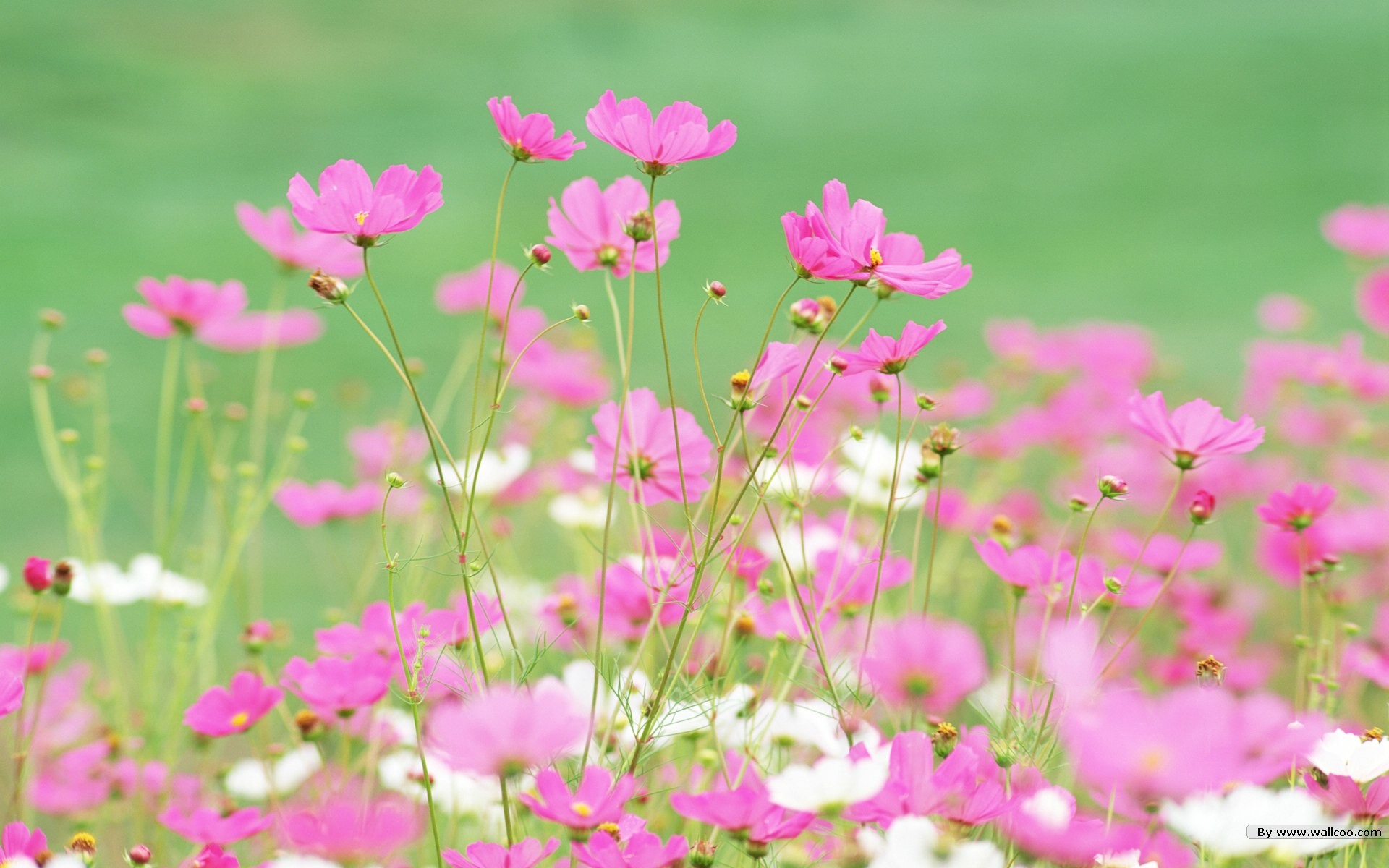 Cool Wildflowers Wallpaper