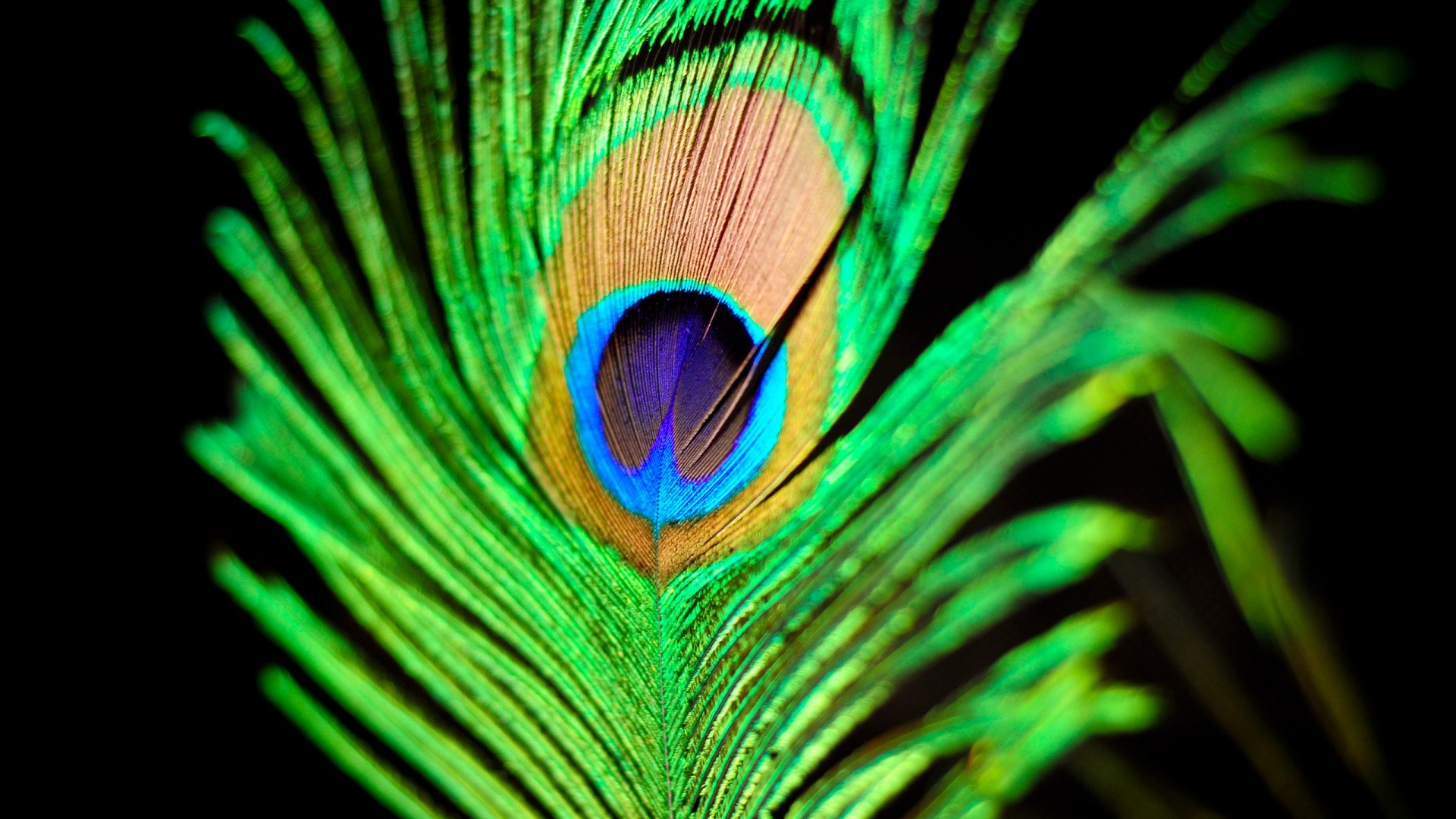 Peacock Feather Wallpaper For