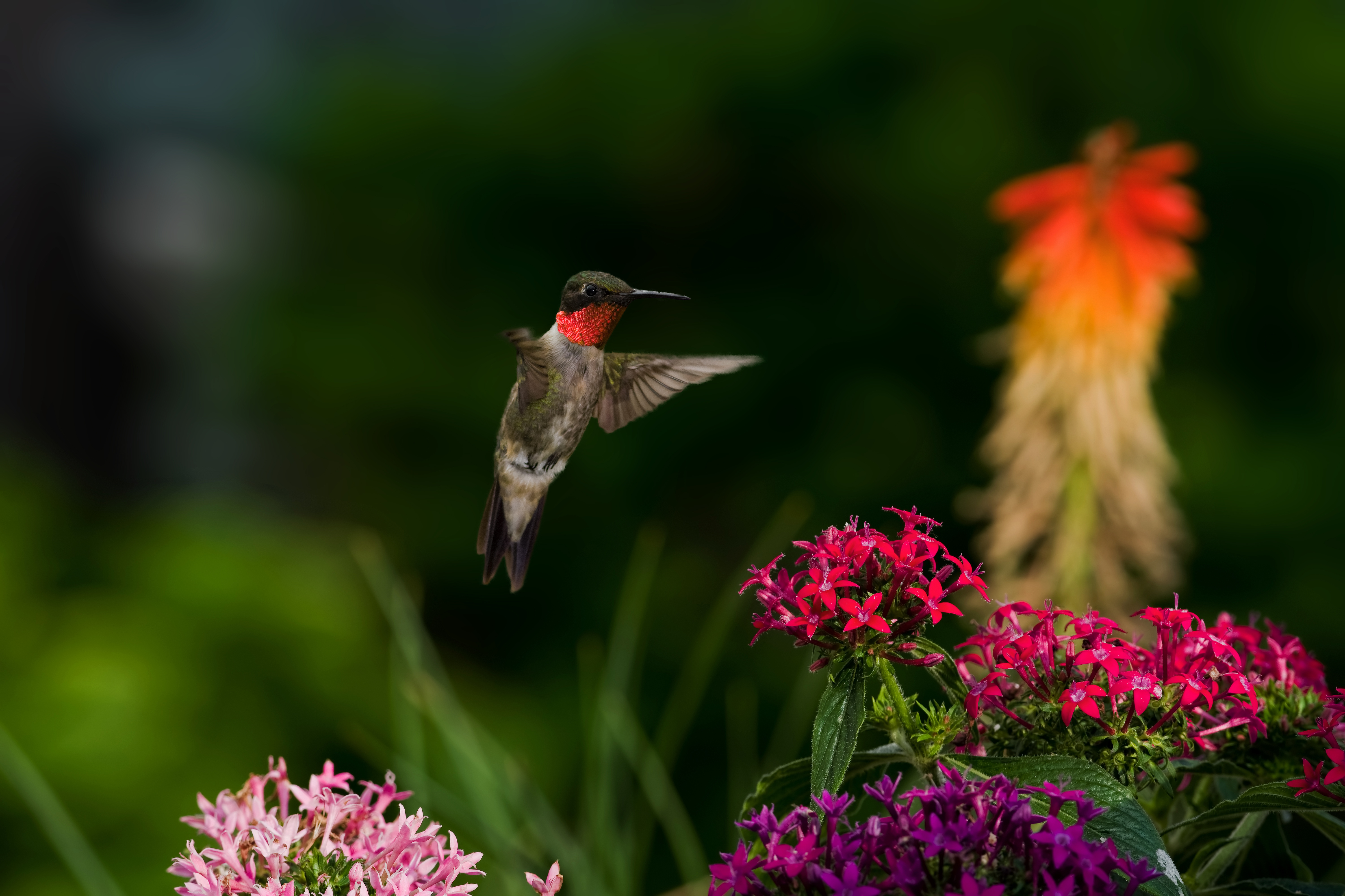Wallpaper Bird Hummingbirds Flowers Birds Nature