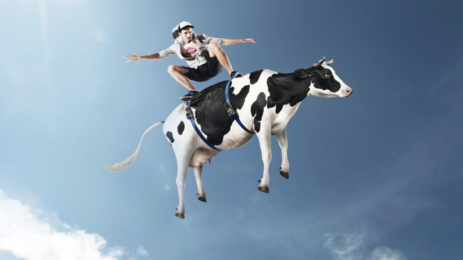 Flying Cow Very Funny Wallpaper HD Rocks