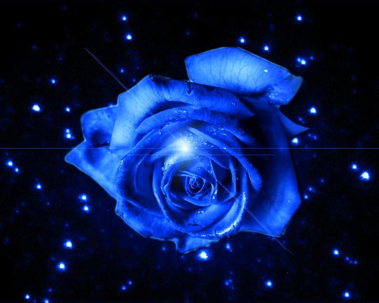 Blue Rose Up Of A White Desktop HD Wallpaper For