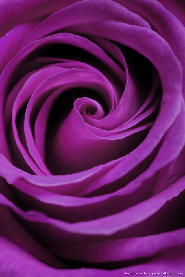 Download Purple Rose Wallpaper For iPhone 4 640x960