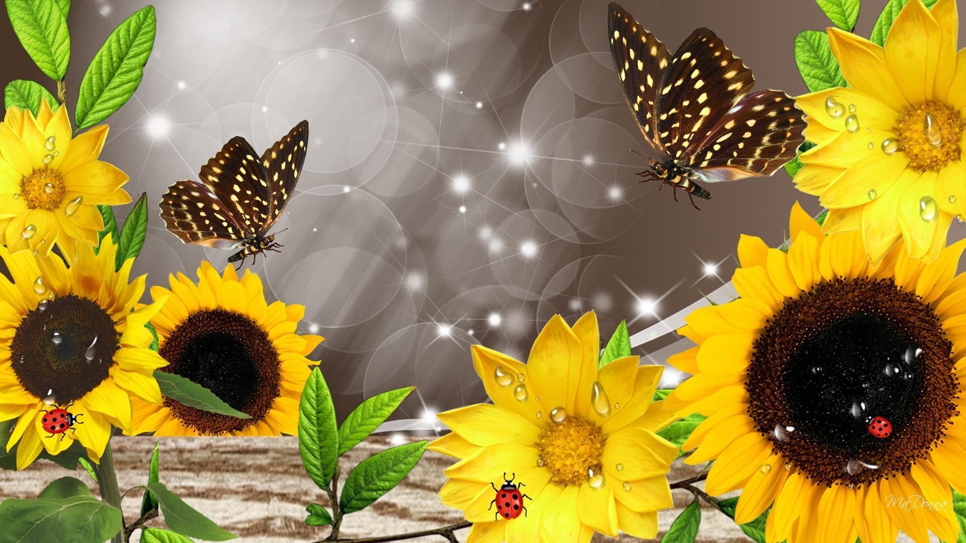 Sunflowers And Butterflies Wallpaper On