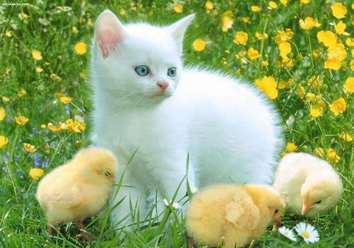 Cute Baby Animal Wallpaper Pictures