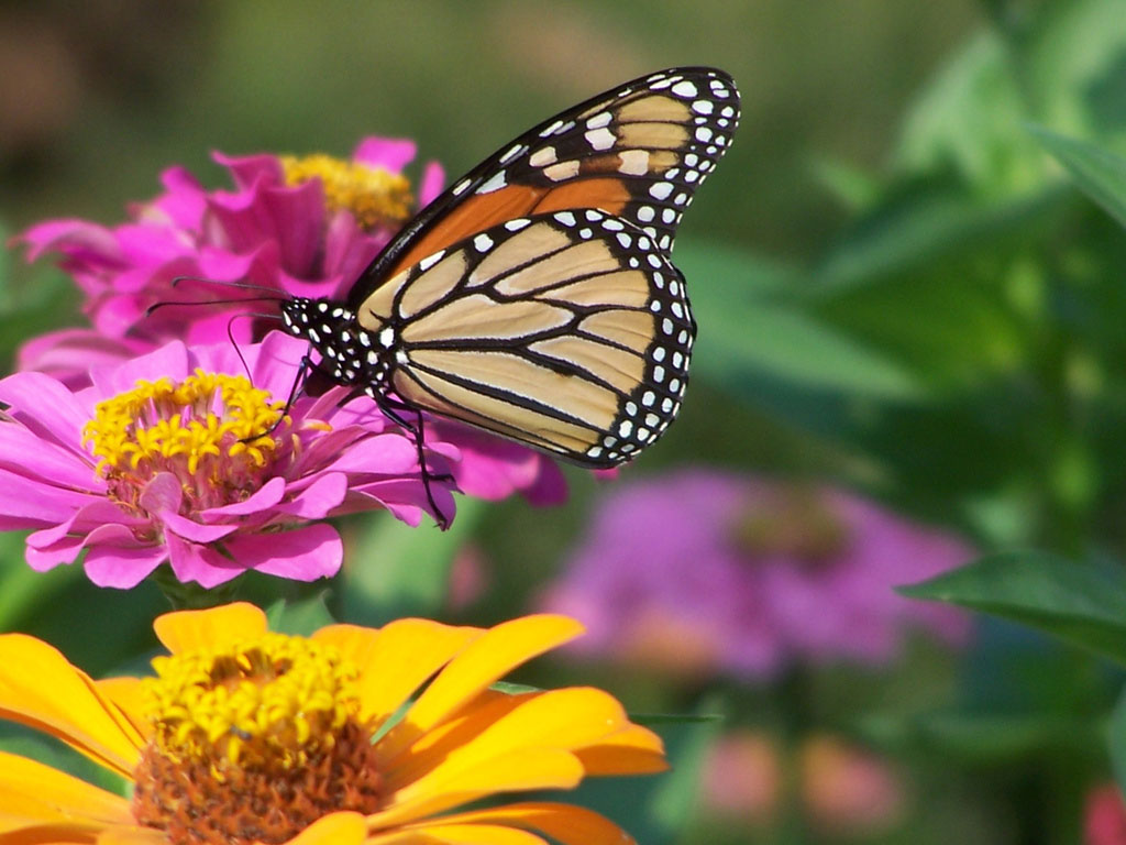 Butterfly Nature Wallpaper Desktop Background