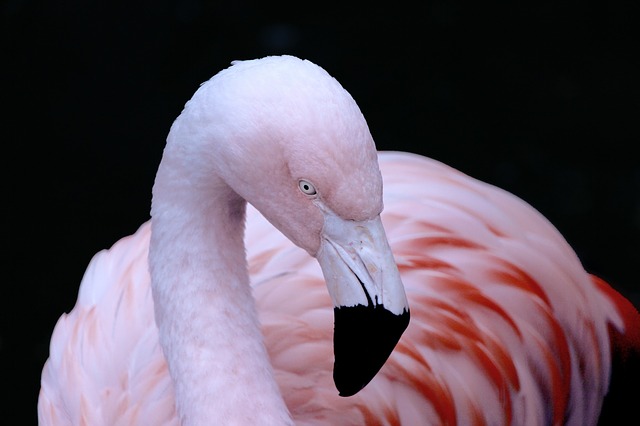Flamingo Pink Bird Beautiful Elegant Curves Beak Public Domain