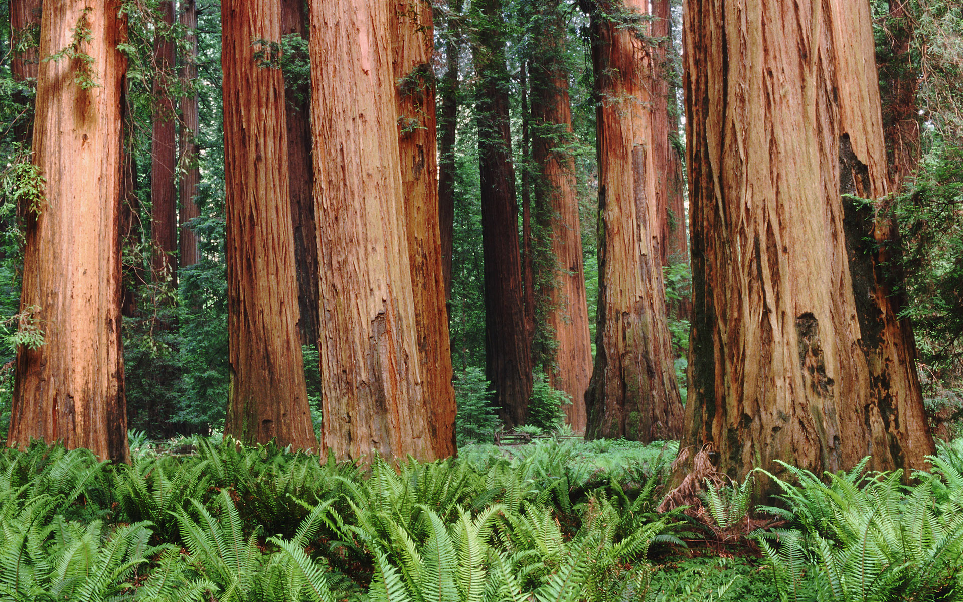 Sequoia Wallpaper And Image Pictures Photos