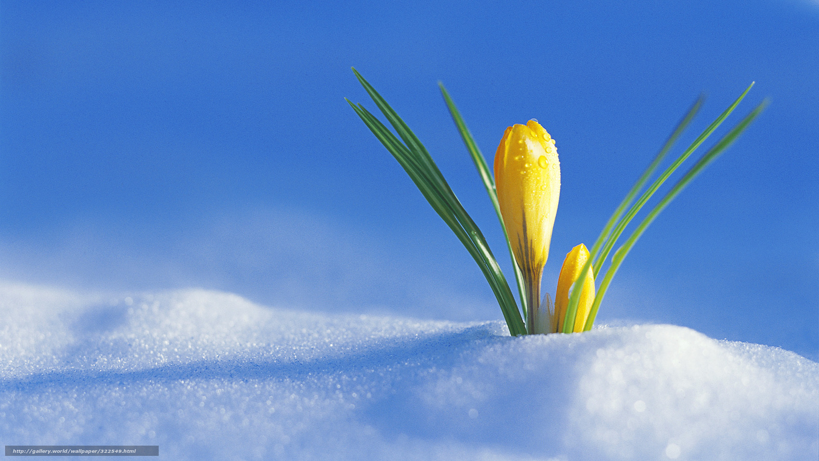Wallpaper Spring Is Ing First Crocus From Under The Snow