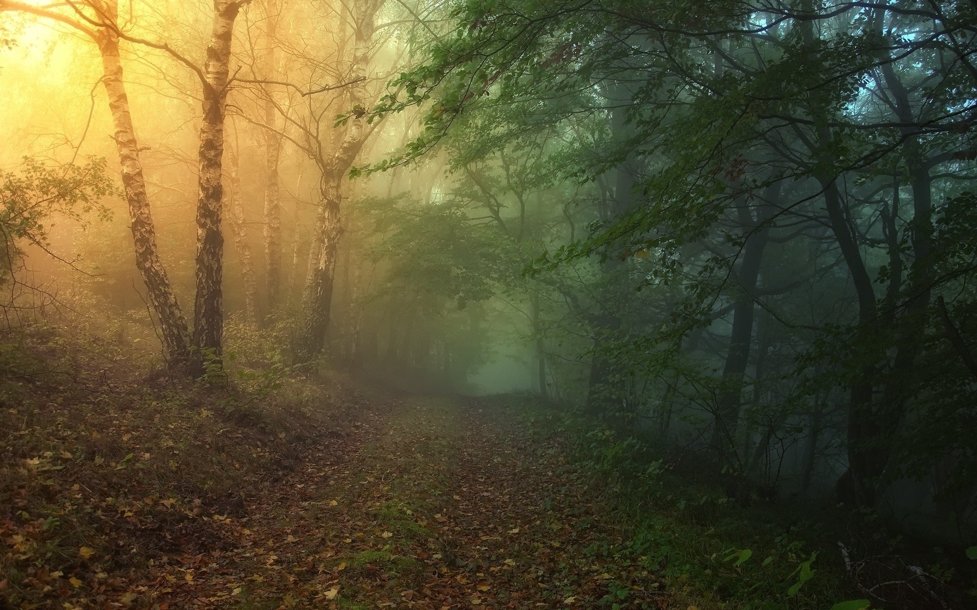 Magical Forest Path Wallpaper Stock Photos