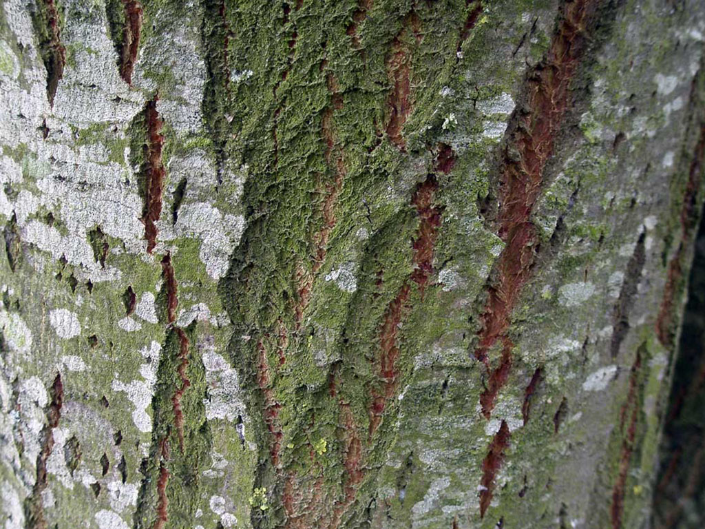 Keywords Tree Bark Wallpaper Desktopwallpaper