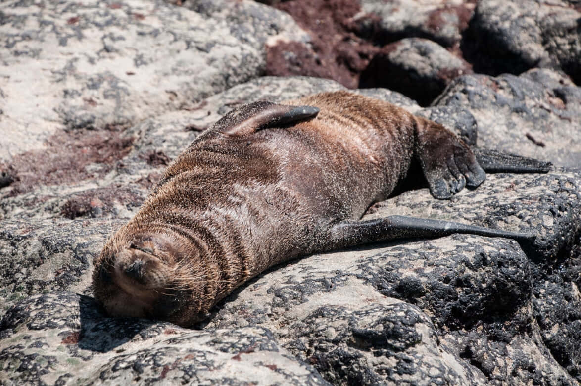 Southern Fur Seal Restingon Rocks Wallpaper