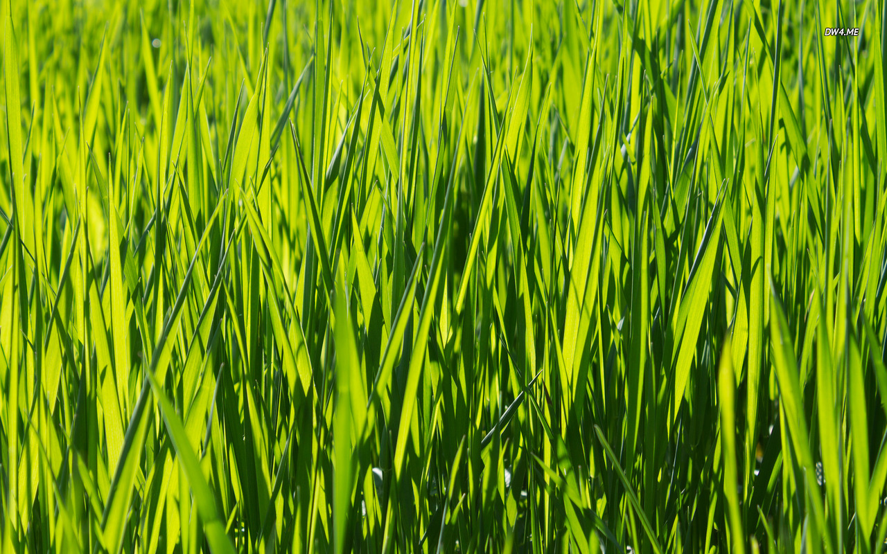 Green grass wallpaper 1366x768 Green grass wallpaper 1440x900 Green