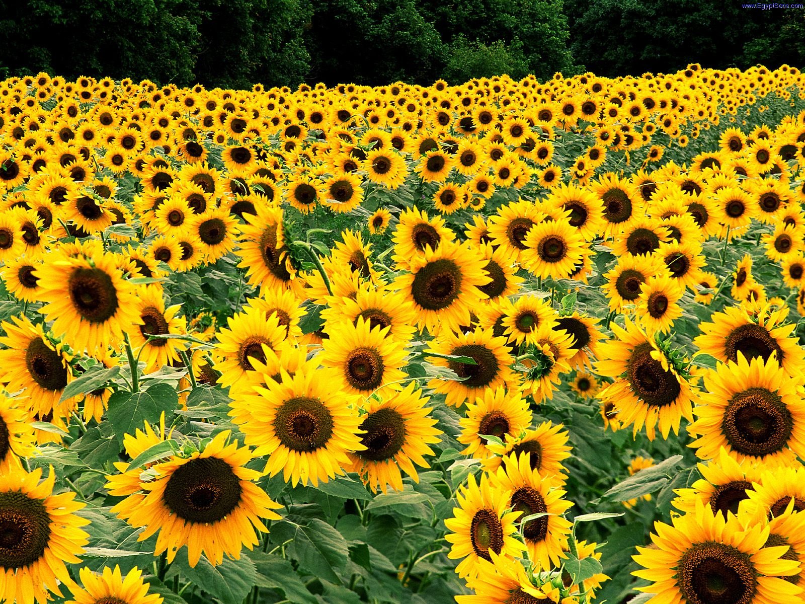 Sunflower Wallpaper HD Background Desktop