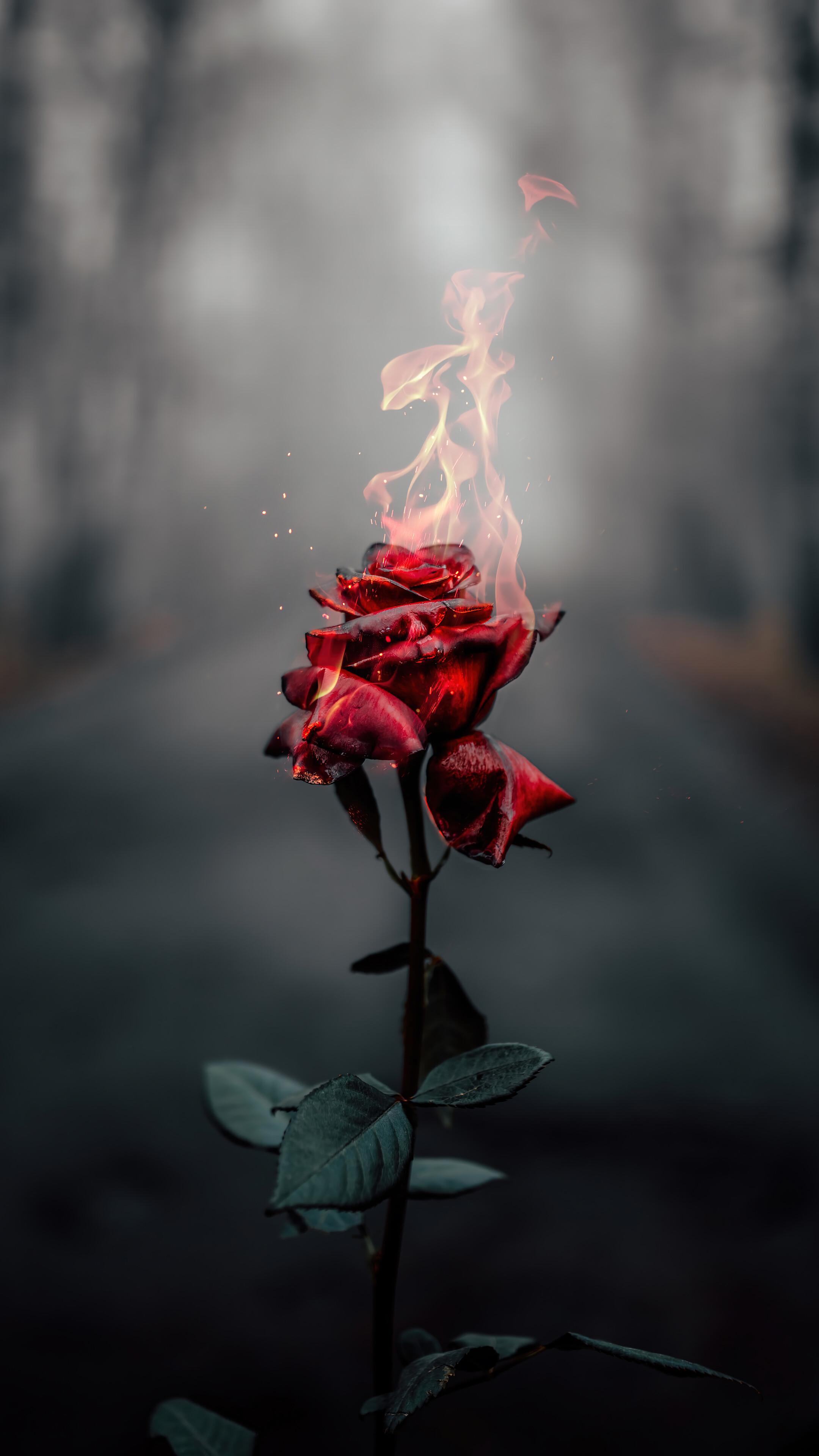 Rose Flower Burning 4k Wallpaper iPhone HD Phone 5110f