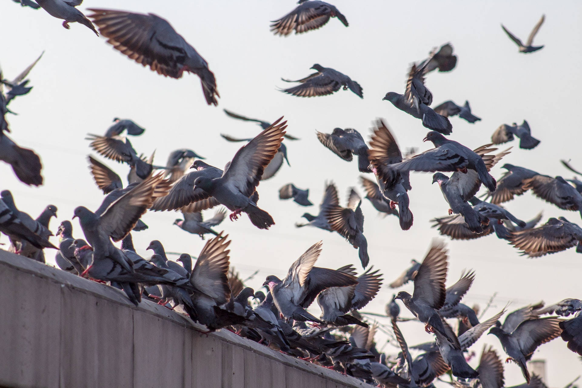 Birds Flying Wallpaper