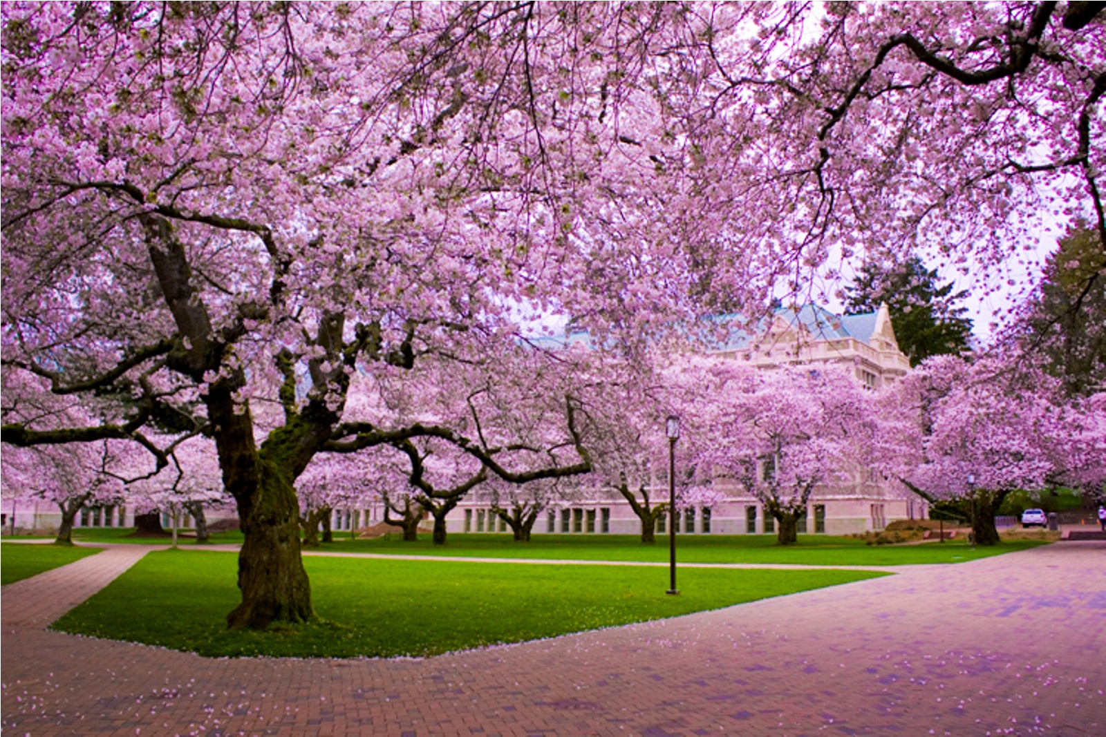 Cherry Blossom Wallpaper Desktop Background HD
