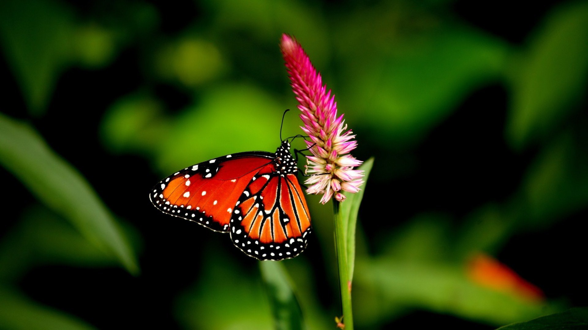 Butterfly Nature Animal Forest Color Tree HDr UltraHD