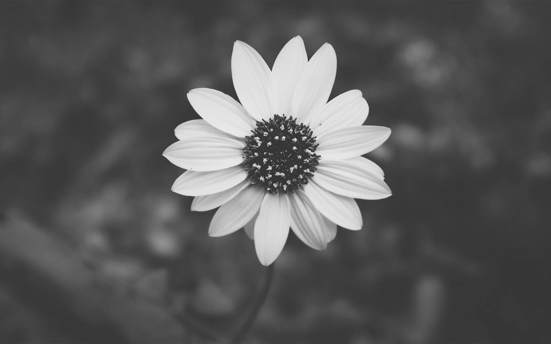 Grey Aesthetic Wallpaper