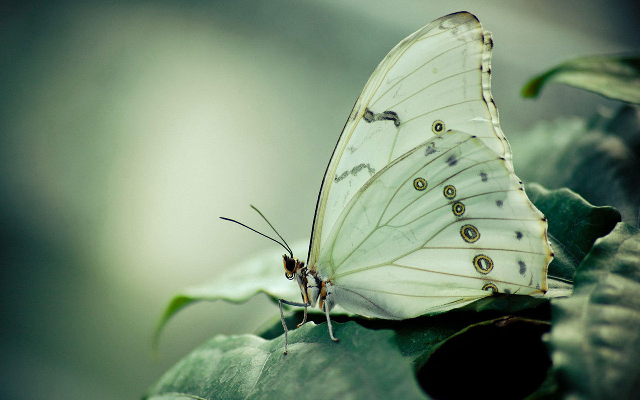 Splendid Spring Butterfly Photography Wallpaper Animal
