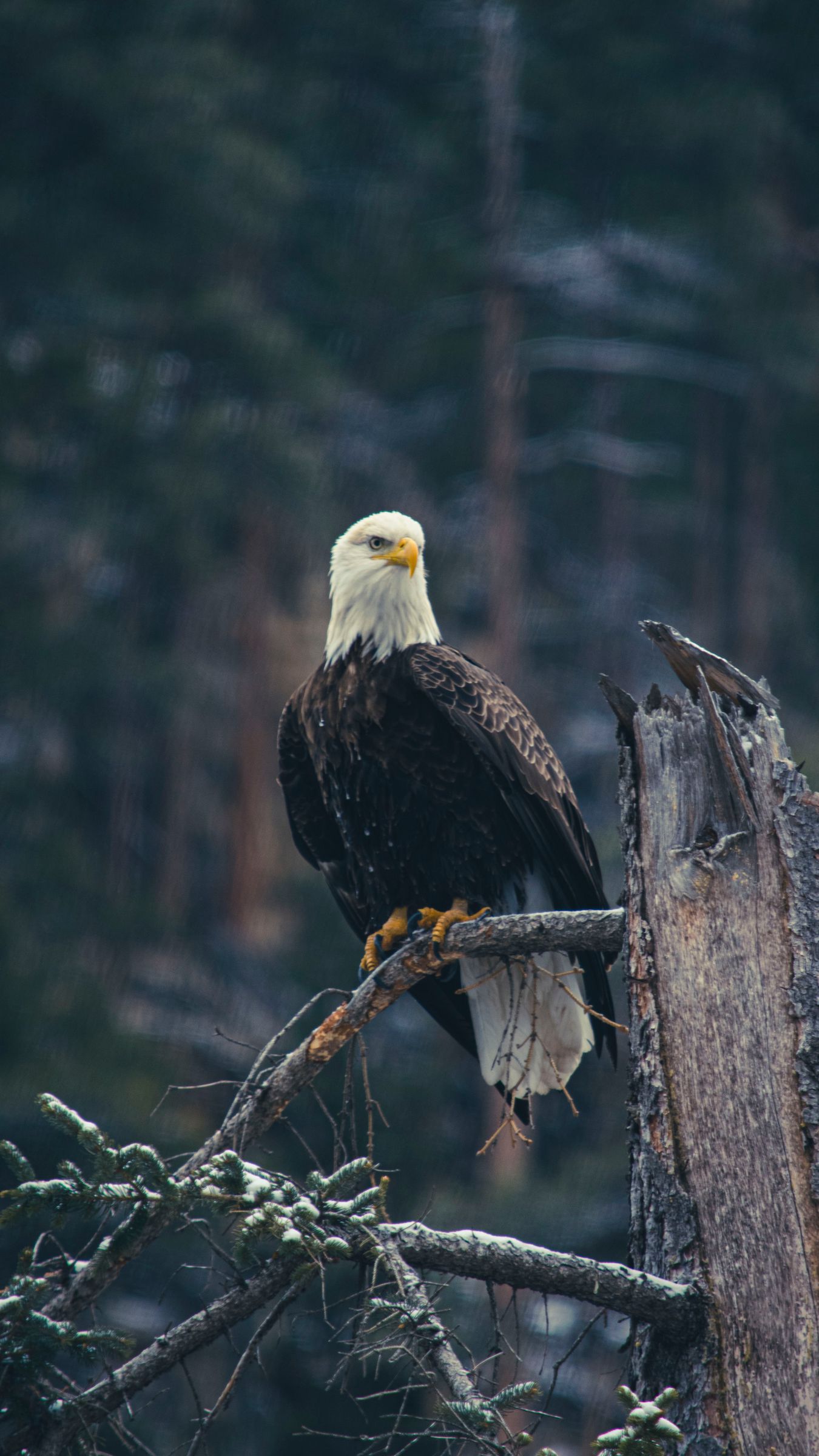 Eagles Wallpaper iPhone