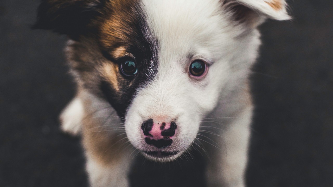 Cachorro Hocico Manchado Lindo Fondos De Pantalla