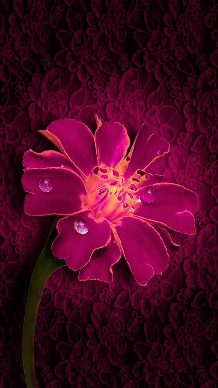 Raindrops and Roses Floral wallpaper iphone Floral wallpaper