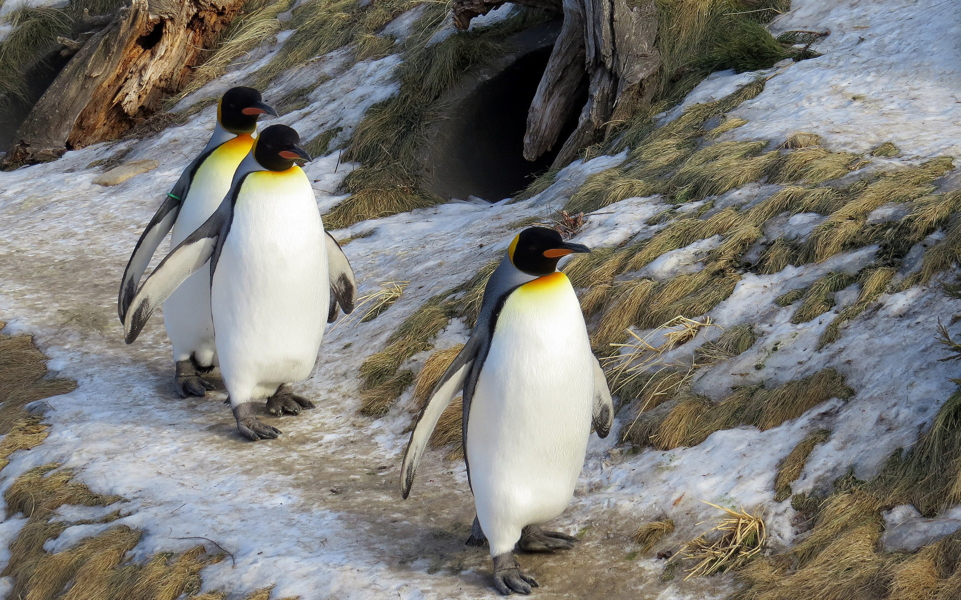 HD Wallpaper Winter Nature King Penguins