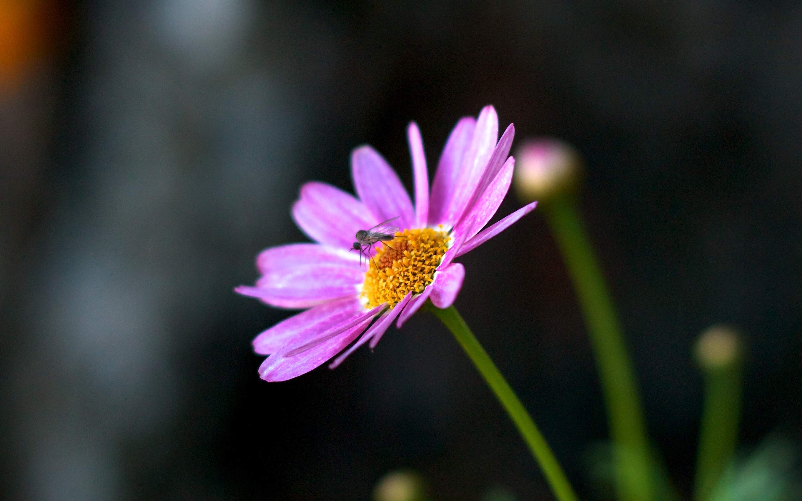 Daisy Pink Flowers HD Wallpaper For Desktop in High Quality