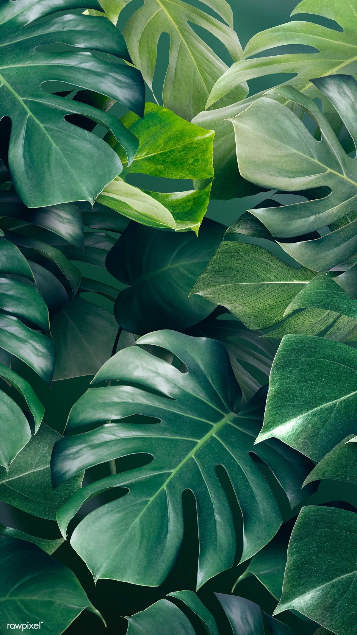 Free download Monstera And Palm Leaves Background Stock Photos Motion