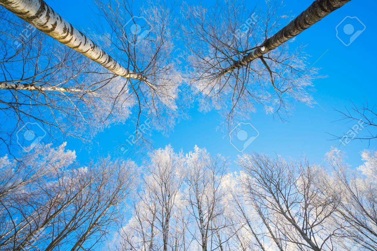 Winter Nature Background   Tree Branches In Ice On Blue Sky