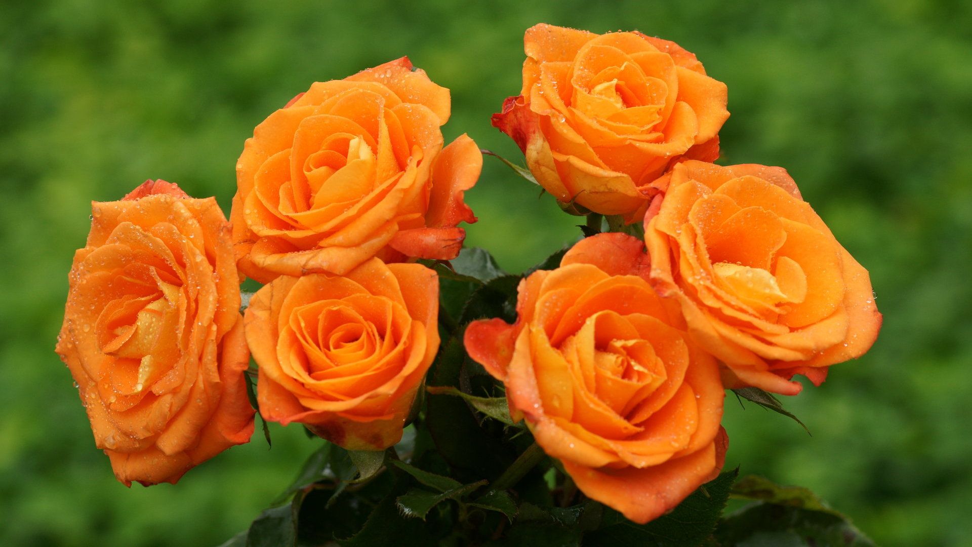 Desktop HD Orange Rose Wallpaper