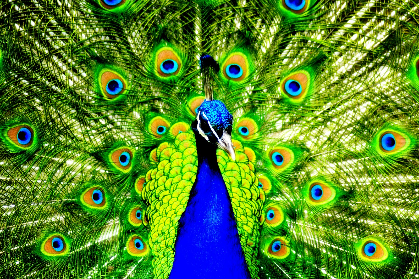 United Colors of Peacock HD Wallpapers