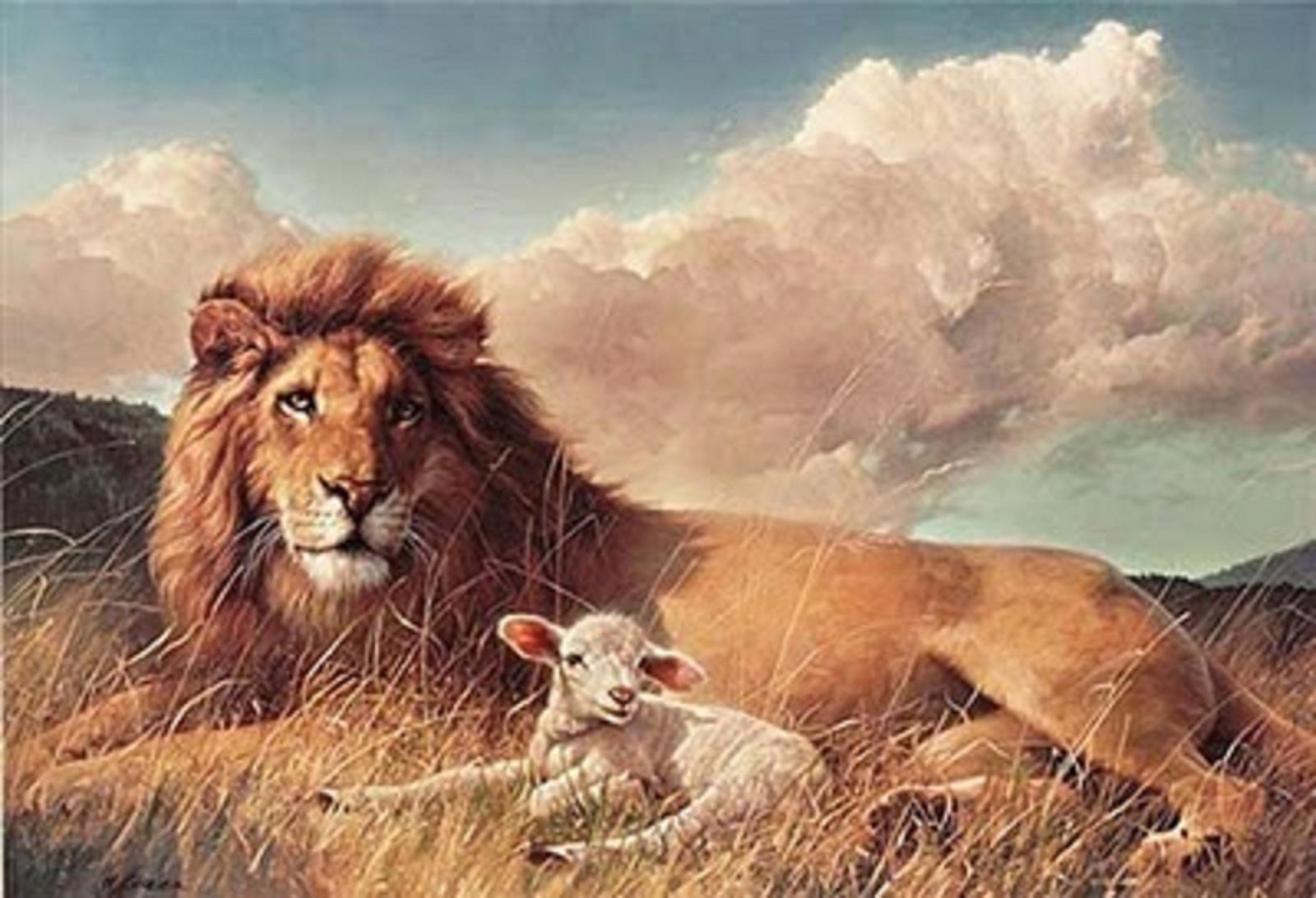 47 Lion And Lamb Wallpaper On Wallpapersafari
