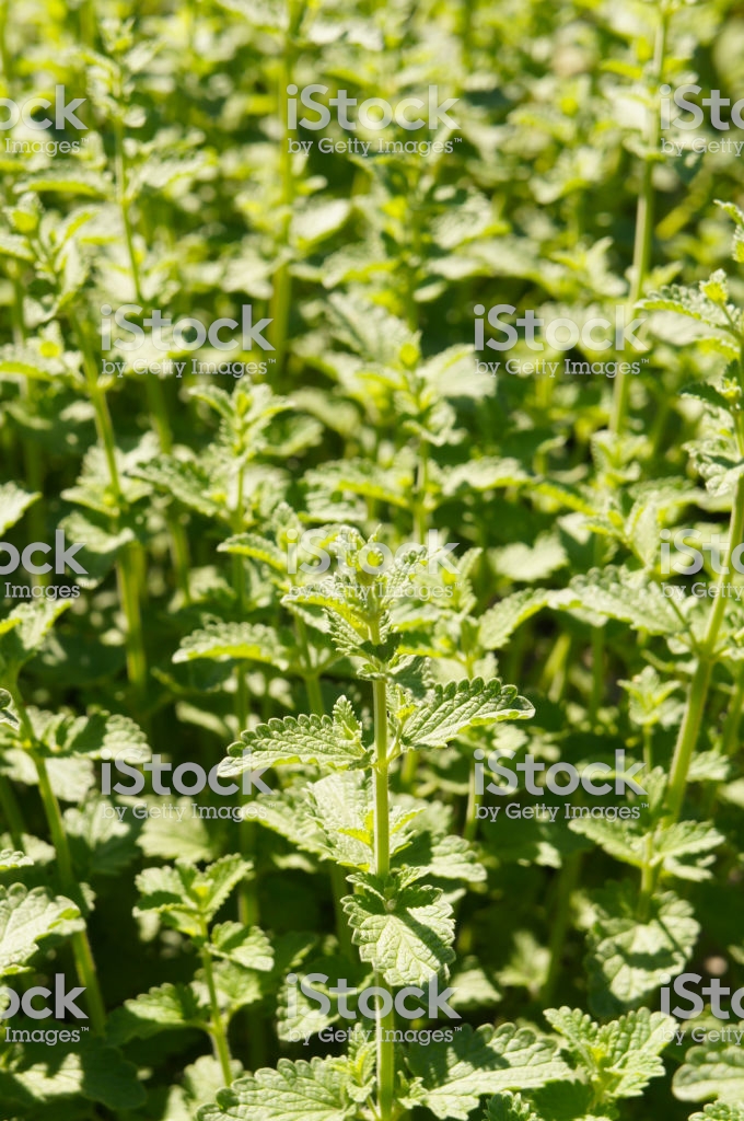 Nepeta Cataria Or Catnip Catswort Catmint Green Herb