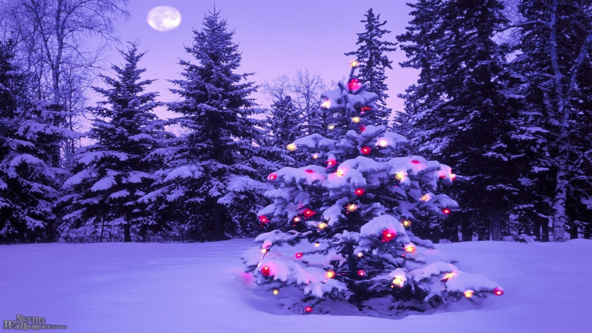 Lighted Christmas Tree in Winter Forest HD Wallpaper Background