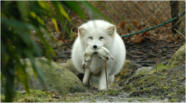 For Beautiful White Fox Wallpaper Cute Pictures Photos Wolf