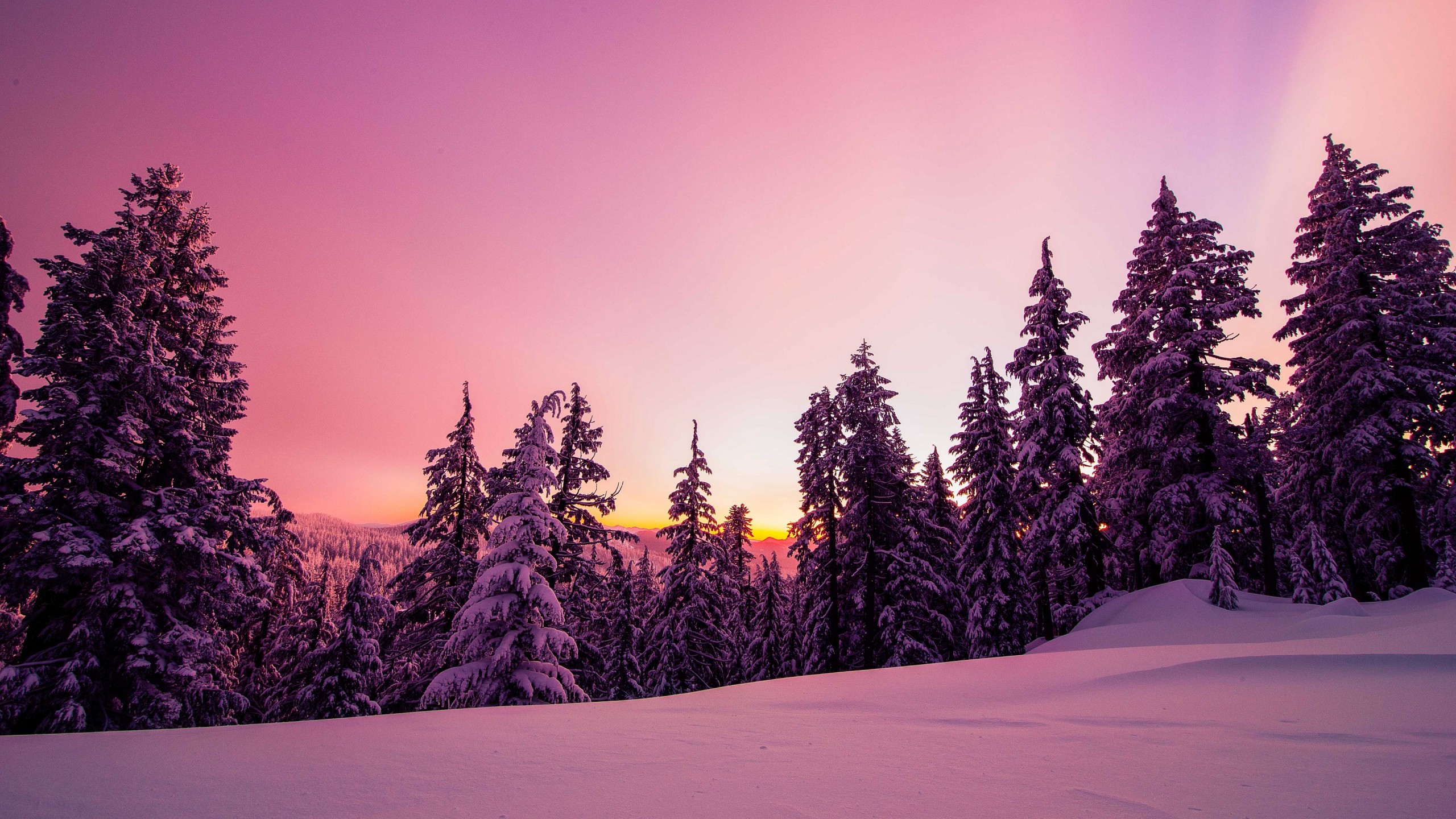 Trees Forest Snow Winter Sunrise Sky Sunset Silhouette Background 4k HD Wallpaper