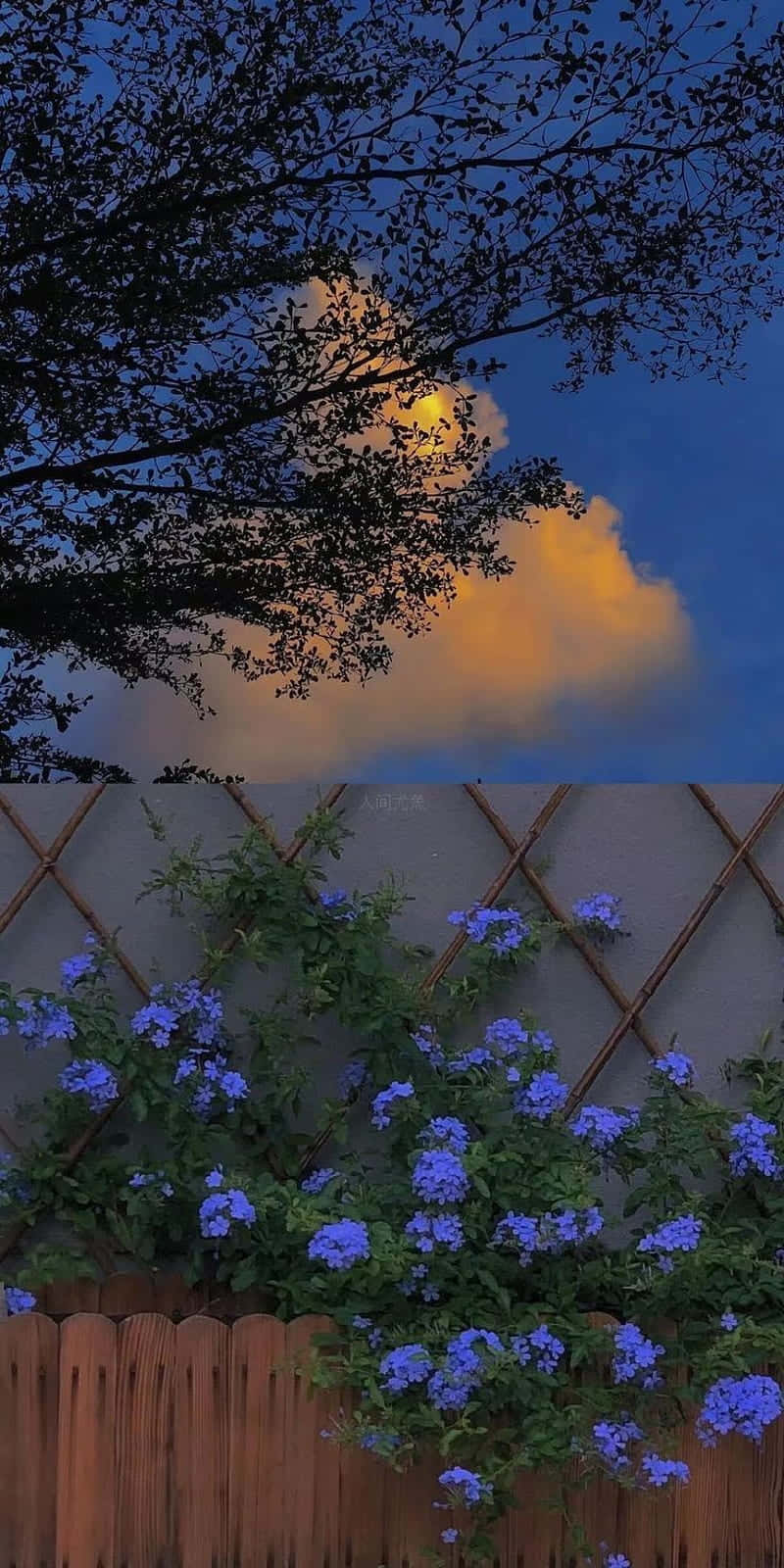 Blue Flowers Aesthetic Wallpaper