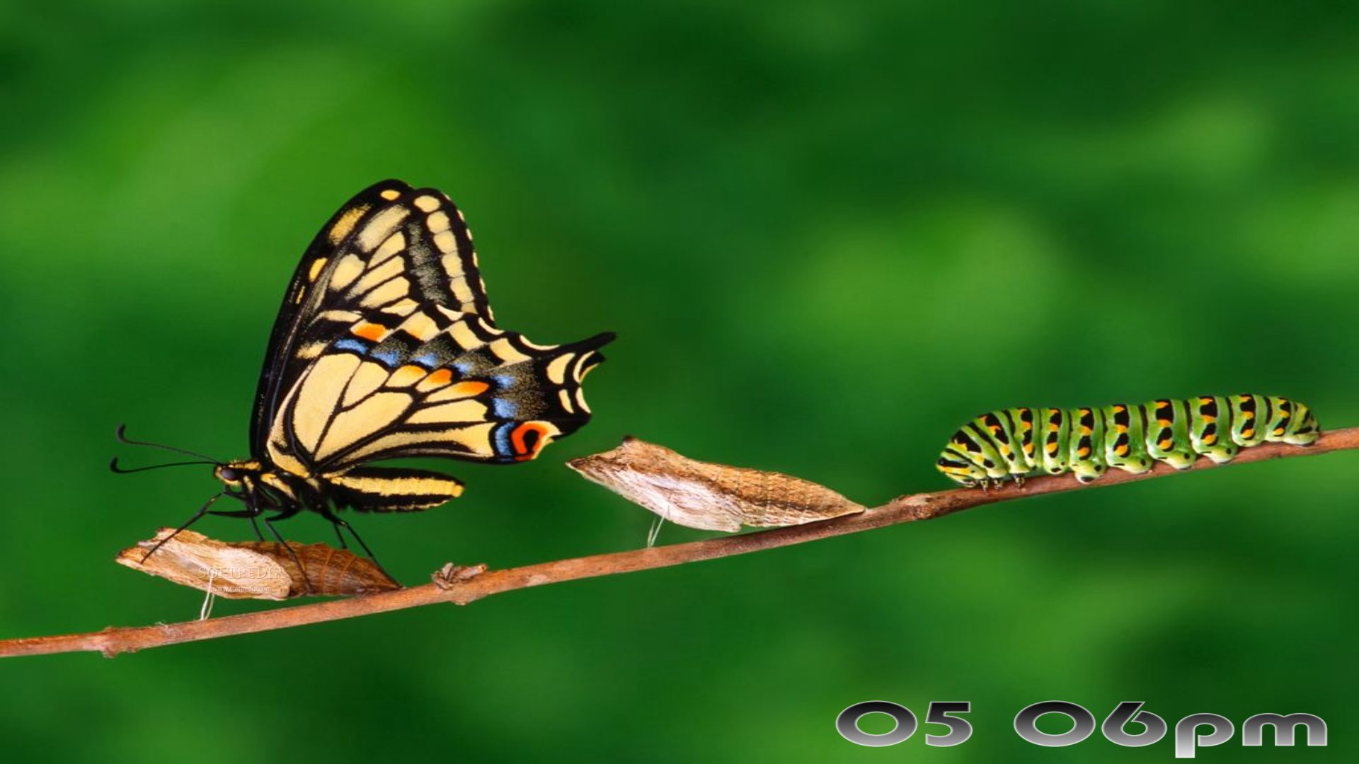  Free Pictures Images and Photos Free Butterflies Screensavers Desktop