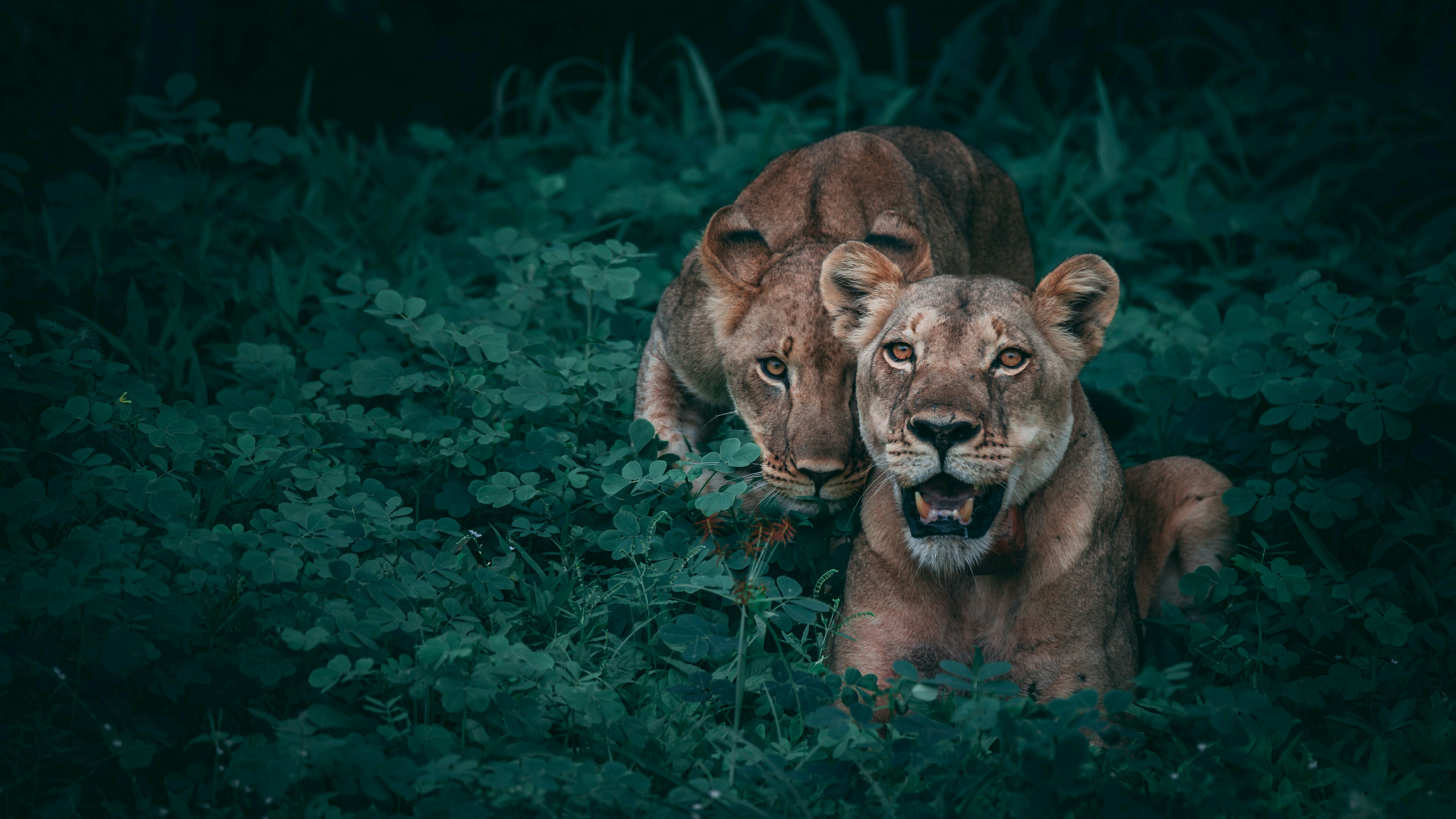 Lioness 4k Wallpaper